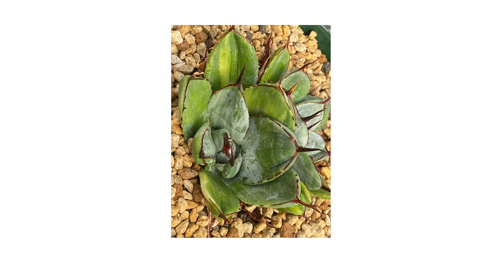 Amazon.co.jp: アガベ パリー トランカータ 綴化 “ベッドオブ